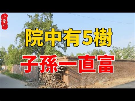 棕櫚樹風水|【後院種樹風水】後院種樹風水妙招！4種旺宅添福樹、3種大忌樹。